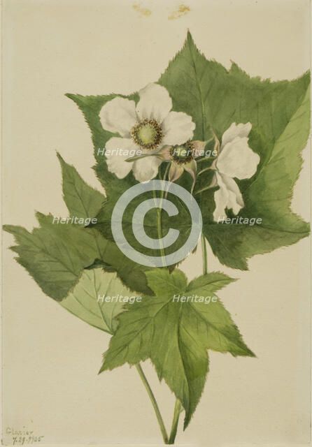 White Flowering Raspberry (Rubus parviflorus), 1905. Creator: Mary Vaux Walcott.