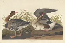 White-fronted Goose, 1836. Creator: Robert Havell