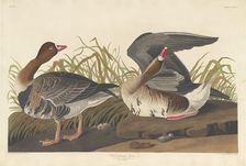 White-fronted Goose, 1836. Creator: Robert Havell