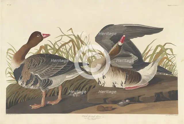 White-fronted Goose, 1836. Creator: Robert Havell.