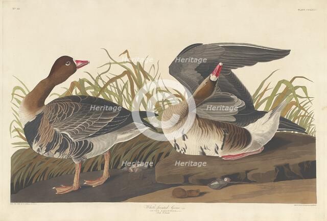White-fronted Goose, 1836. Creator: Robert Havell.