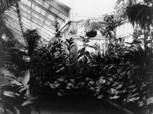 White House, Conservatory, 1889. Creator: Frances Benjamin Johnston