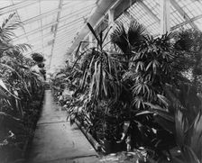White House conservatory, Washington, D.C., 1890. Creator: Frances Benjamin Johnston