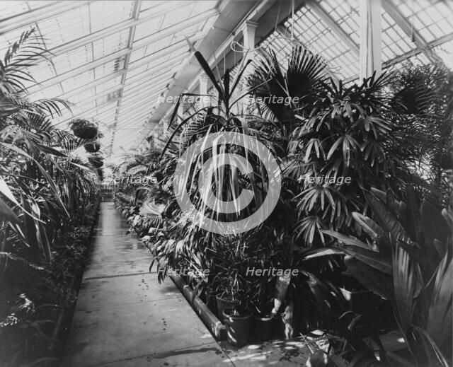 White House conservatory, Washington, D.C., 1890. Creator: Frances Benjamin Johnston.