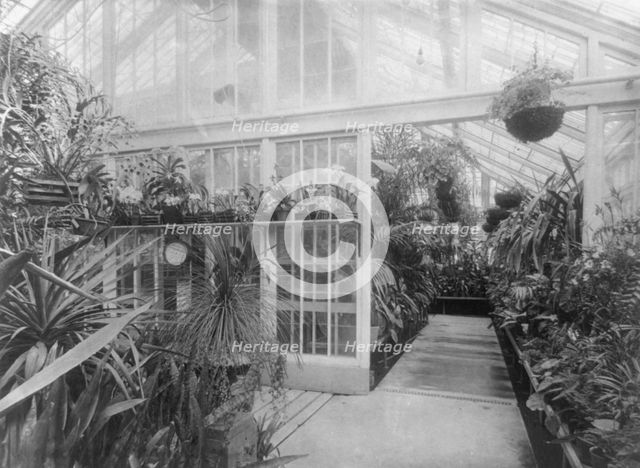 White House orchids, between 1889 and 1906. Creator: Frances Benjamin Johnston.