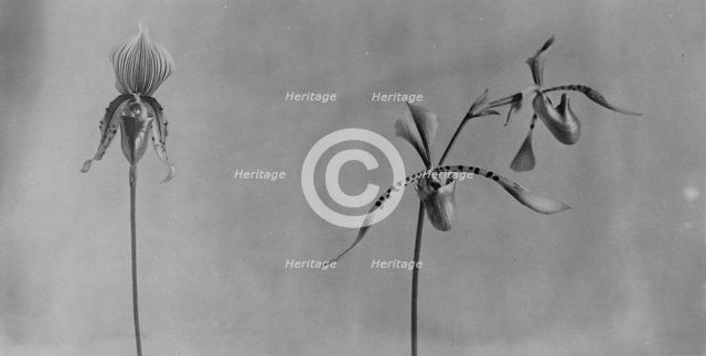 White House orchids, between 1889 and 1906. Creator: Frances Benjamin Johnston.