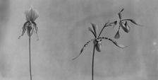 White House orchids, between 1889 and 1906. Creator: Frances Benjamin Johnston