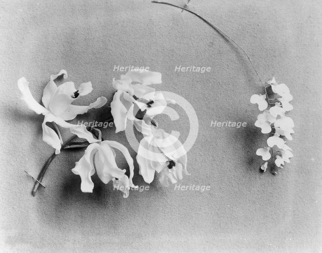 White House orchids, between 1889 and 1906. Creator: Frances Benjamin Johnston.