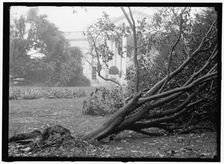 White House - storm damage, between 1913 and 1918. Creator: Harris & Ewing