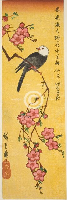White-headed bird on peach branch, c. 1840. Creator: Ando Hiroshige.