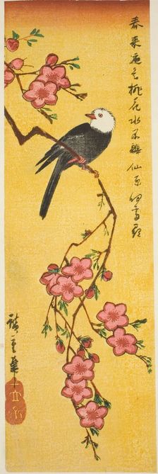 White-headed bird on peach branch, c. 1840. Creator: Ando Hiroshige