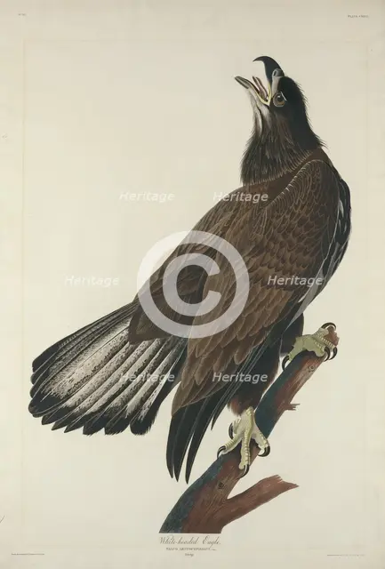 White-Headed Eagle, 1832. Creator: Robert Havell.