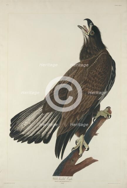 White-Headed Eagle, 1832. Creator: Robert Havell.