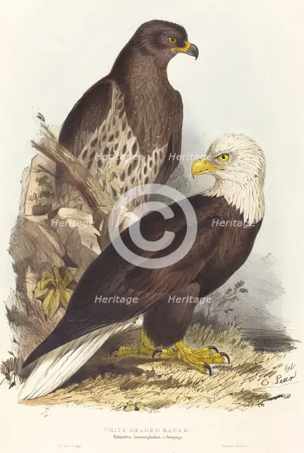 White Headed Eagle (Haliaetus leucocephalus), published 1832-1837. Creator: Edward Lear.