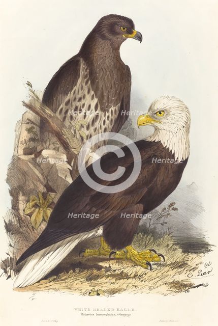 White Headed Eagle (Haliaetus leucocephalus), published 1832-1837. Creator: Edward Lear.