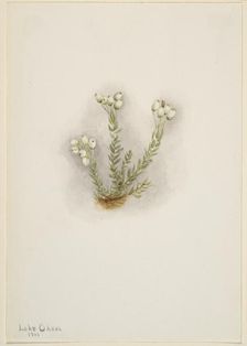 White Heather (Phyllodoce grandiflora), 1901. Creator: Mary Vaux Walcott