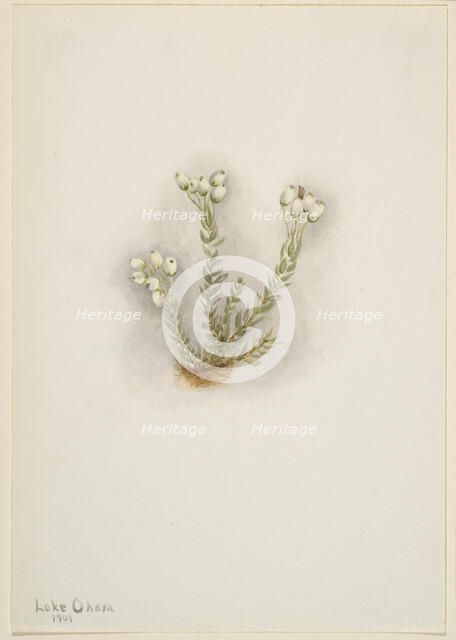 White Heather (Phyllodoce grandiflora), 1901. Creator: Mary Vaux Walcott.