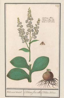 White hellebore (Veratrum album), 1596-1610. Creators: Anselmus de Boodt, Elias Verhulst