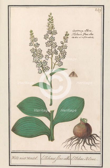White hellebore (Veratrum album), 1596-1610. Creators: Anselmus de Boodt, Elias Verhulst.
