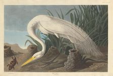 White Heron, 1837. Creator: Robert Havell