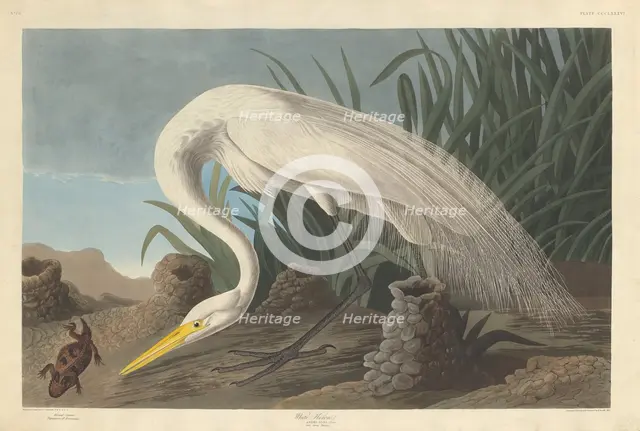 White Heron, 1837. Creator: Robert Havell.