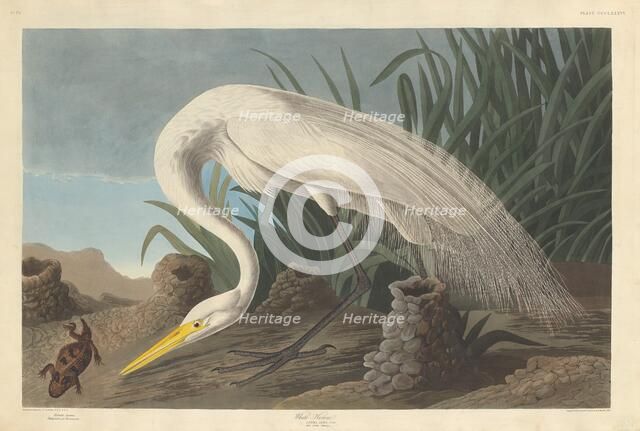 White Heron, 1837. Creator: Robert Havell.