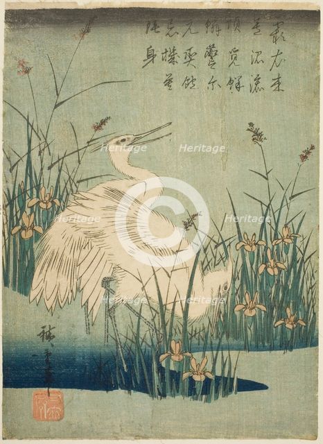 White herons and iris, c. 1830s. Creator: Ando Hiroshige.