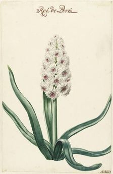 White hyacinth, 1720-1729. Creator: Hendrik Budde