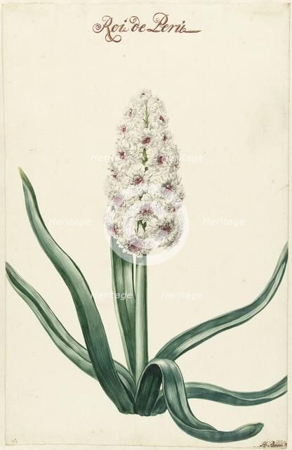 White hyacinth, 1720-1729. Creator: Hendrik Budde.