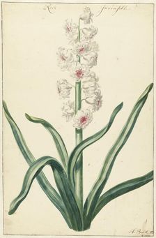 White hyacinth, 1720-1729. Creator: Hendrik Budde