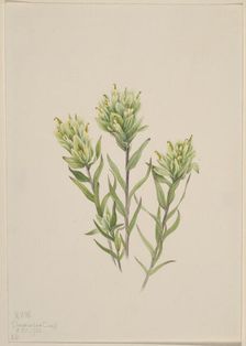 White Indian Paintbrush (Castilleja occidentalis), 1920. Creator: Mary Vaux Walcott