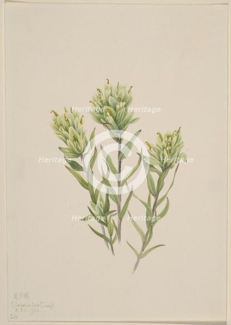 White Indian Paintbrush (Castilleja occidentalis), 1920. Creator: Mary Vaux Walcott.