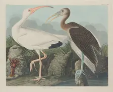 White Ibis, 1834. Creator: Robert Havell