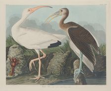 White Ibis, 1834. Creator: Robert Havell