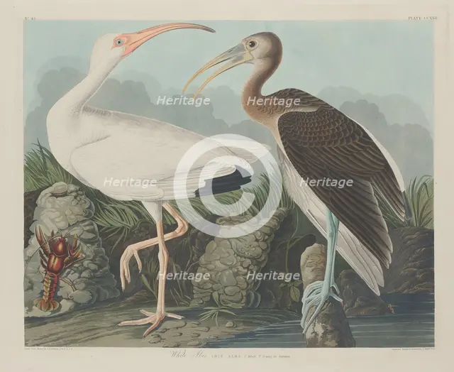 White Ibis, 1834. Creator: Robert Havell.