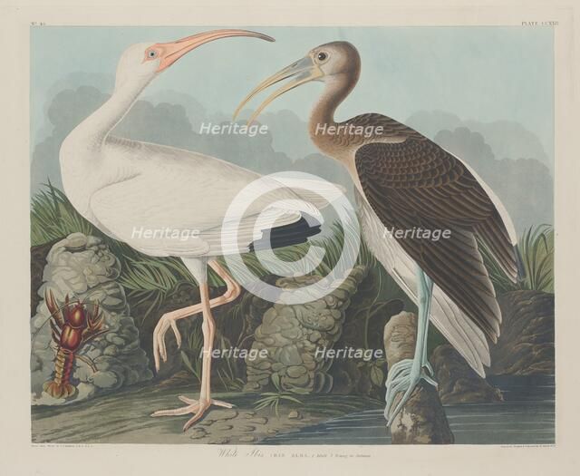 White Ibis, 1834. Creator: Robert Havell.