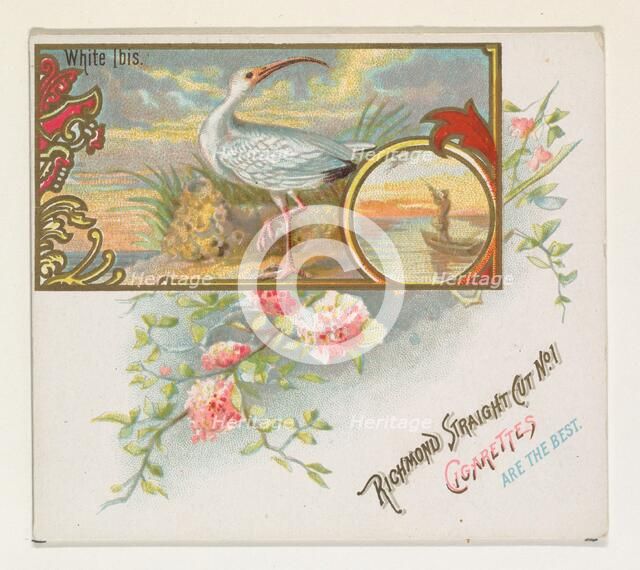 White Ibis, from the Game Birds series (N40) for Allen & Ginter Cigarettes, 1888-90. Creator: Allen & Ginter.