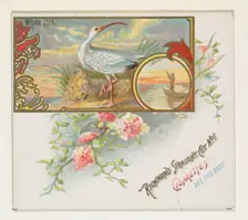 White Ibis, from the Game Birds series (N40) for Allen & Ginter Cigarettes, 1888-90. Creator: Allen & Ginter