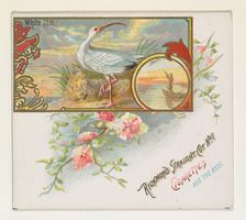 White Ibis, from the Game Birds series (N40) for Allen & Ginter Cigarettes, 1888-90. Creator: Allen & Ginter