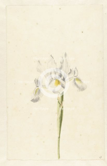 White Iris (Iris albicans), c.1674-c.1695. Creator: Circle of Pieter Withoos.
