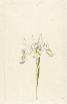 White Iris (Iris albicans), c.1674-c.1695. Creator: Circle of Pieter Withoos