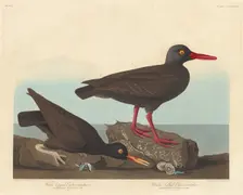 White-Legged Oyster-Catcher and Slender-Billed Oyster-Catcher, 1838. Creator: Robert Havell