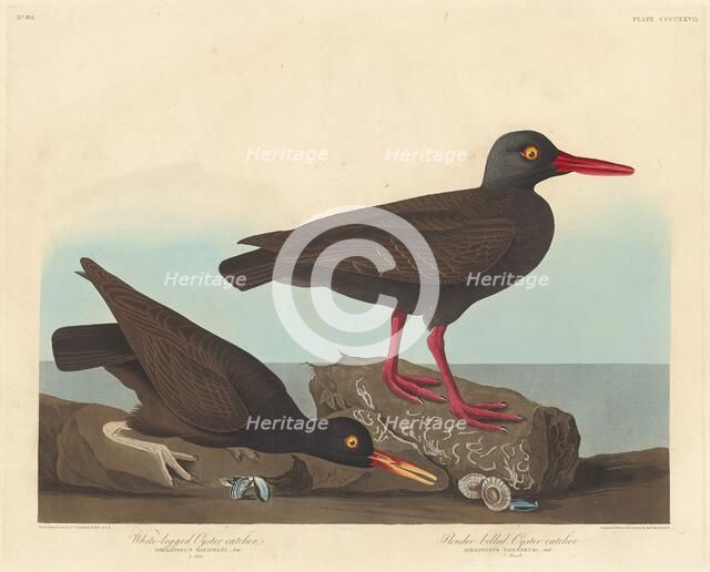 White-Legged Oyster-Catcher and Slender-Billed Oyster-Catcher, 1838. Creator: Robert Havell.