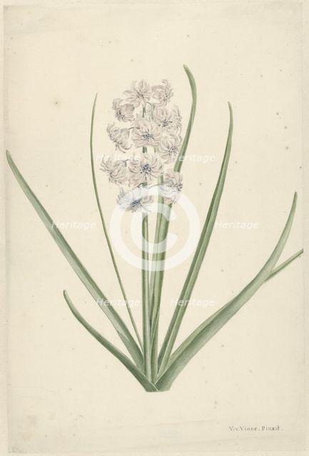 White-light blue hyacinth, 1746-1811. Creator: Vincent Jansz. van der Vinne.