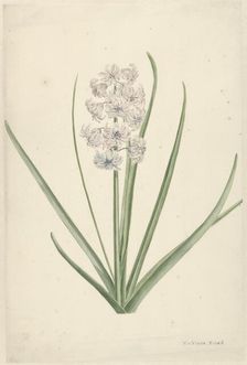 White-light blue hyacinth, 1746-1811. Creator: Vincent Jansz. van der Vinne