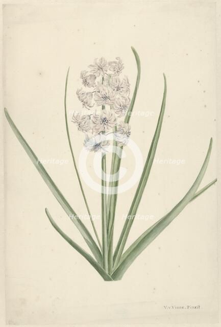 White-light blue hyacinth, 1746-1811. Creator: Vincent Jansz. van der Vinne.