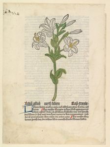 White Lily, illustration from Gart der Gesundheit (Sch.4332), March 28, 1485. Creator: Unknown