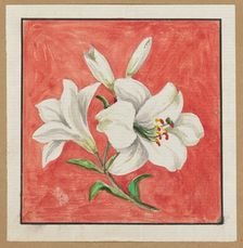 [White Lily], mid-19th century. Creator: Unknown