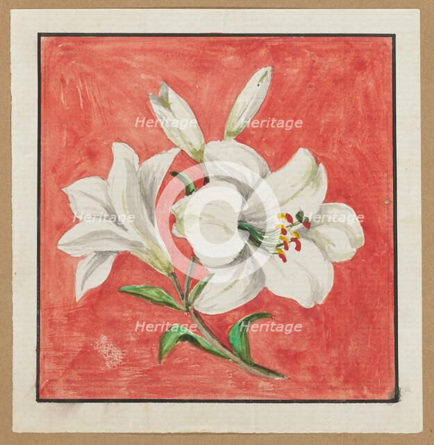 [White Lily], mid-19th century. Creator: Unknown.