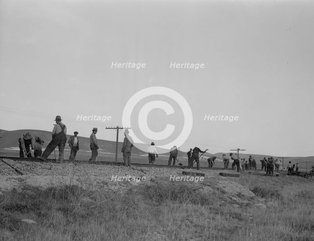 White section gang near King City, California, 1937. Creator: Dorothea Lange.
